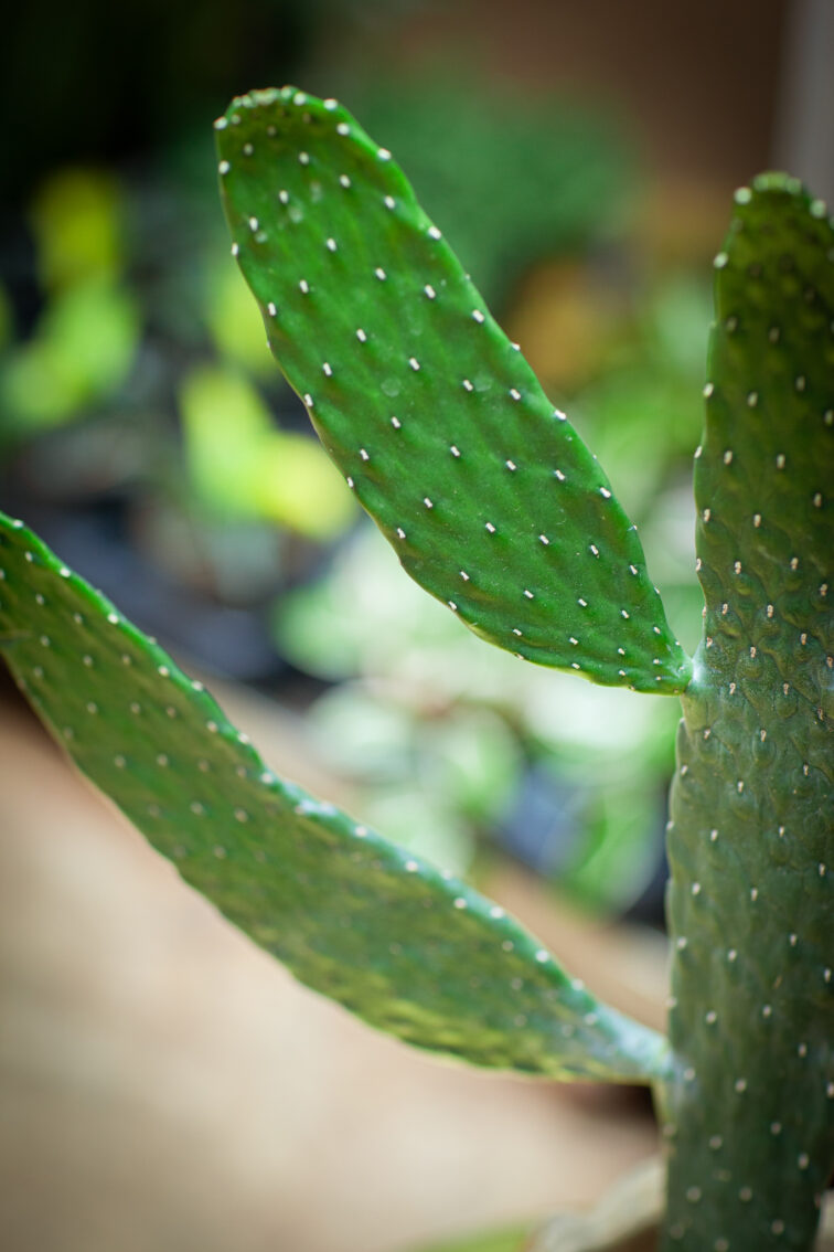 Zdjęcie rosliny doniczkowej Opuntia consolea, ujęcie 2