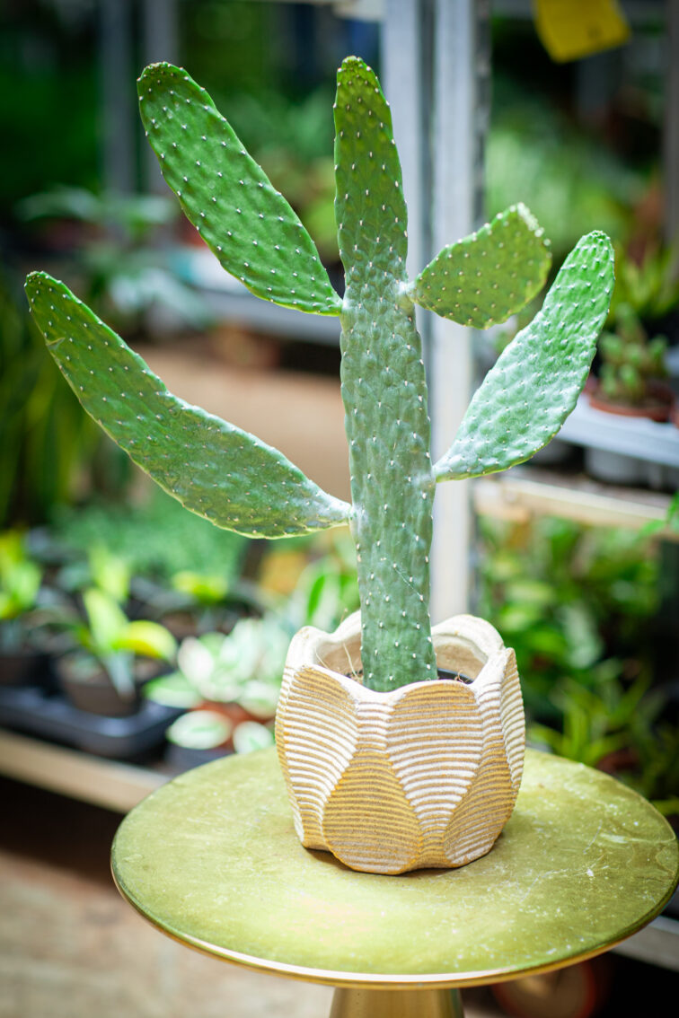 Zdjęcie rosliny doniczkowej Opuntia consolea, ujęcie 3