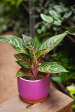 Zdjęcie doniczki lub oslonki: Osłonka Rio 15 × 16 cm, ujęcie 2