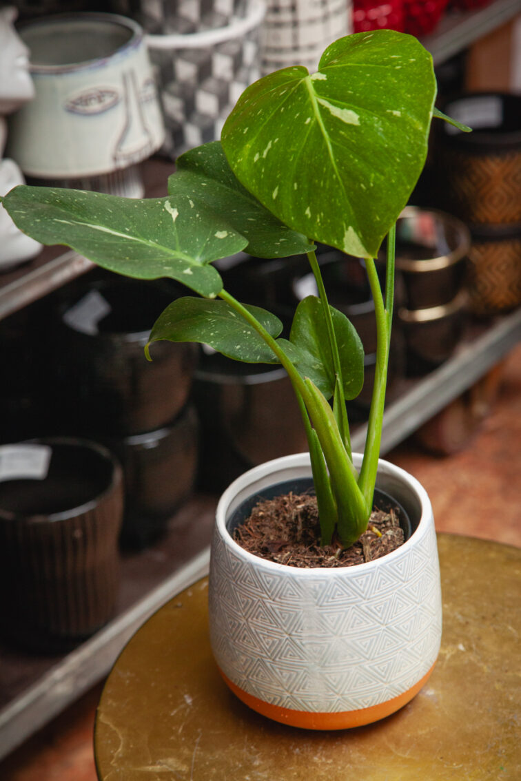 Zdjęcie doniczki lub oslonki: Osłonka Triada 12 × 13 cm, ujęcie 1