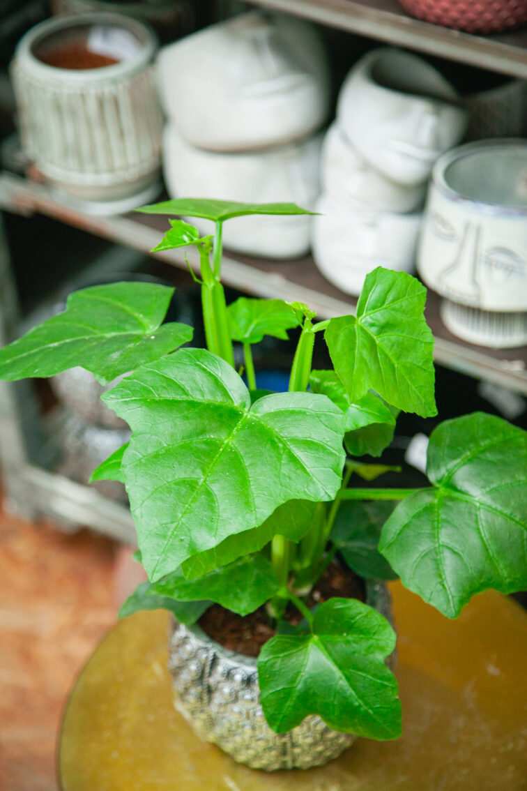 parthenocissus-quadrangularis_12x20-1_1753522808.jpg Zdjęcie rosliny doniczkowej Parthenocissus quadrangularis, ujęcie 1