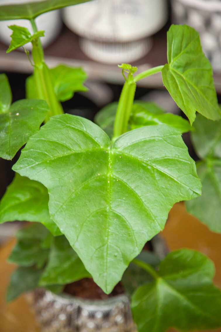 Zdjęcie rosliny doniczkowej Parthenocissus quadrangularis, ujęcie 2