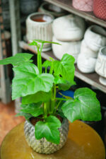 Zdjęcie rosliny doniczkowej Parthenocissus quadrangularis, ujęcie 3