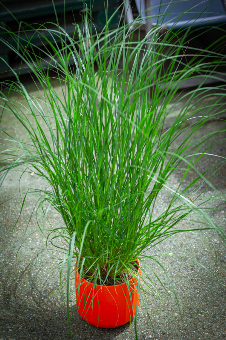 pennisetum-alopecuroides_17x55-1_1752317319.jpg Zdjęcie rosliny doniczkowej Pennisetum alopecuroides (Piórkówka japońska Hameln), ujęcie 1