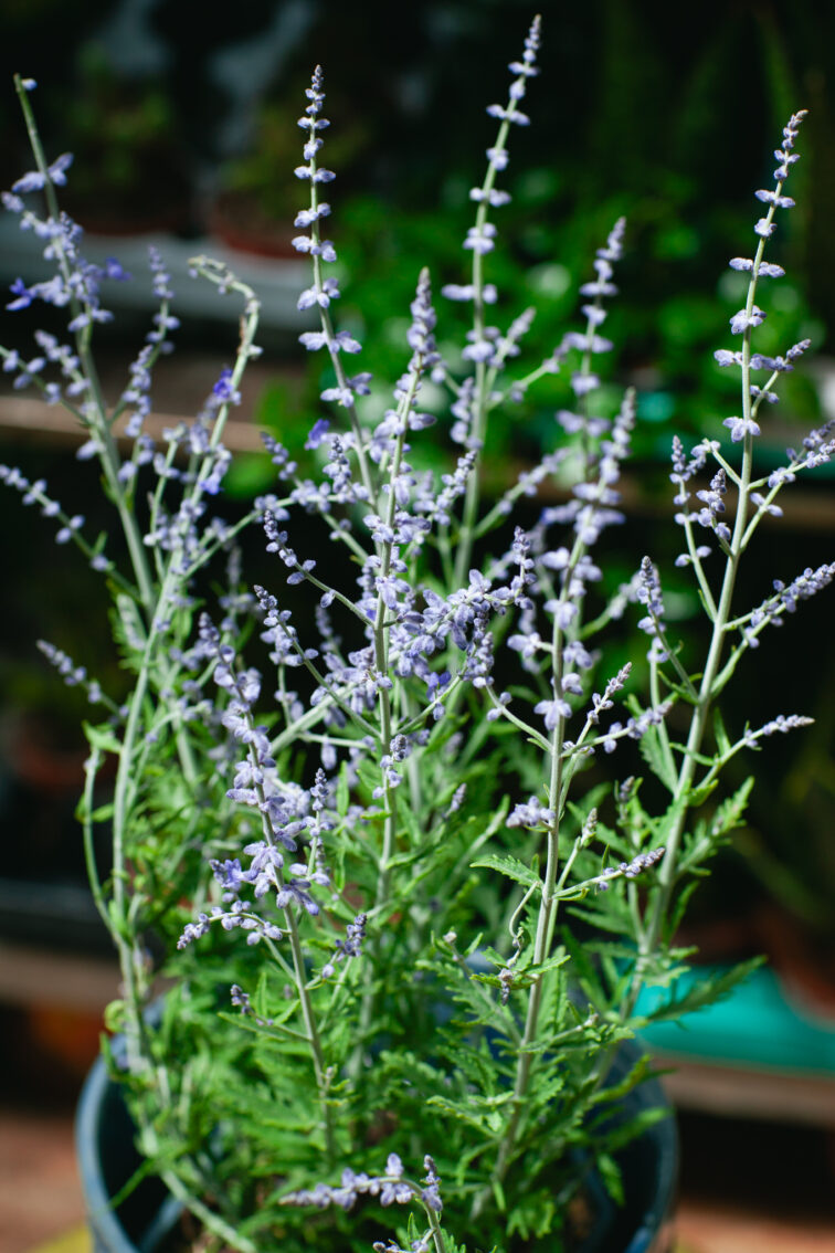 perovskia-blue-spire_17x50-1_1752317160.jpg Zdjęcie rosliny doniczkowej Perovskia Blue Spire (Perowskia łobodolistna Blue Spire), ujęcie 1