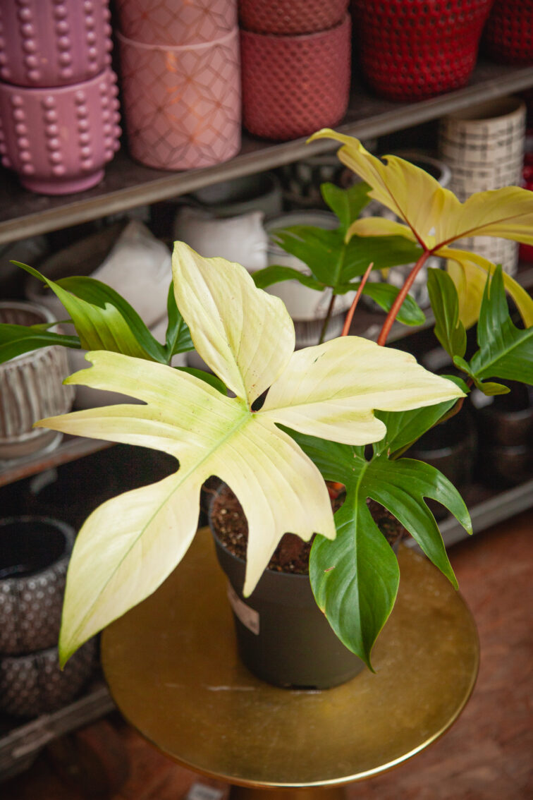 Zdjęcie rosliny doniczkowej Philodendron Florida Ghost, ujęcie 1