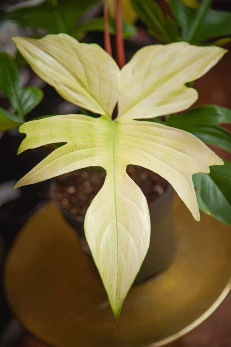 Zdjęcie rosliny doniczkowej Philodendron Florida Ghost, ujęcie 2