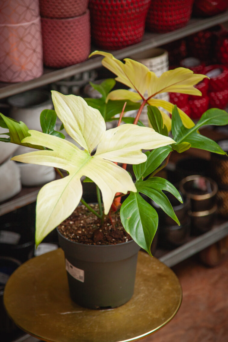 Zdjęcie rosliny doniczkowej Philodendron Florida Ghost, ujęcie 3