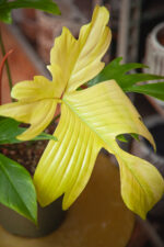 Zdjęcie rosliny doniczkowej Philodendron Florida Ghost, ujęcie 4