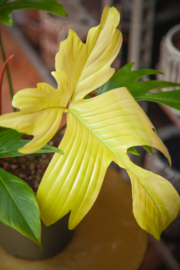 Zdjęcie rosliny doniczkowej Philodendron Florida Ghost, ujęcie 4