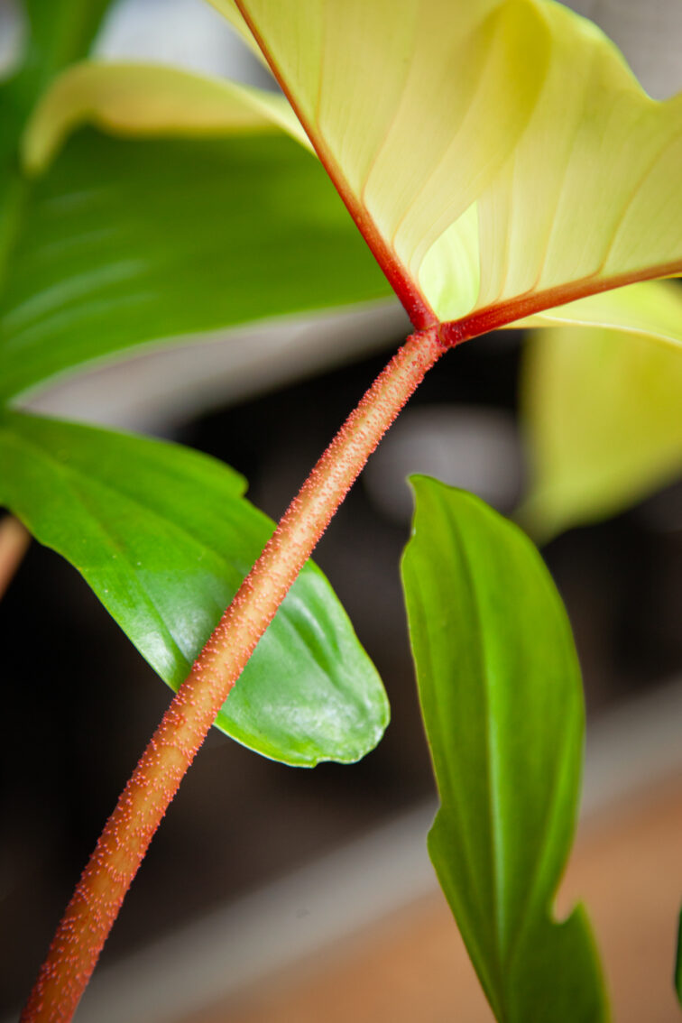 Zdjęcie rosliny doniczkowej Philodendron Florida Ghost, ujęcie 5