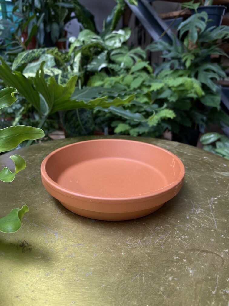 Zdjęcie doniczki lub oslonki: Podstawka gliniana 12 × 4 cm, ujęcie 1