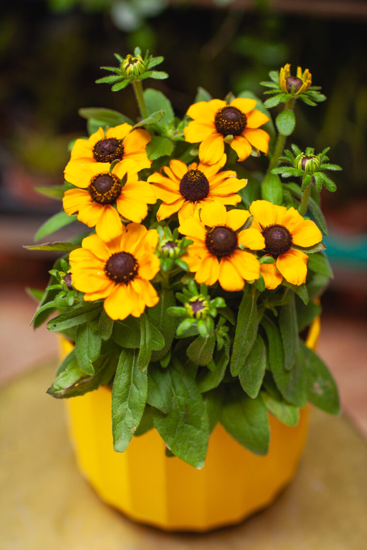 Zdjęcie rosliny doniczkowej Rudbeckia Toto Gold, ujęcie 1