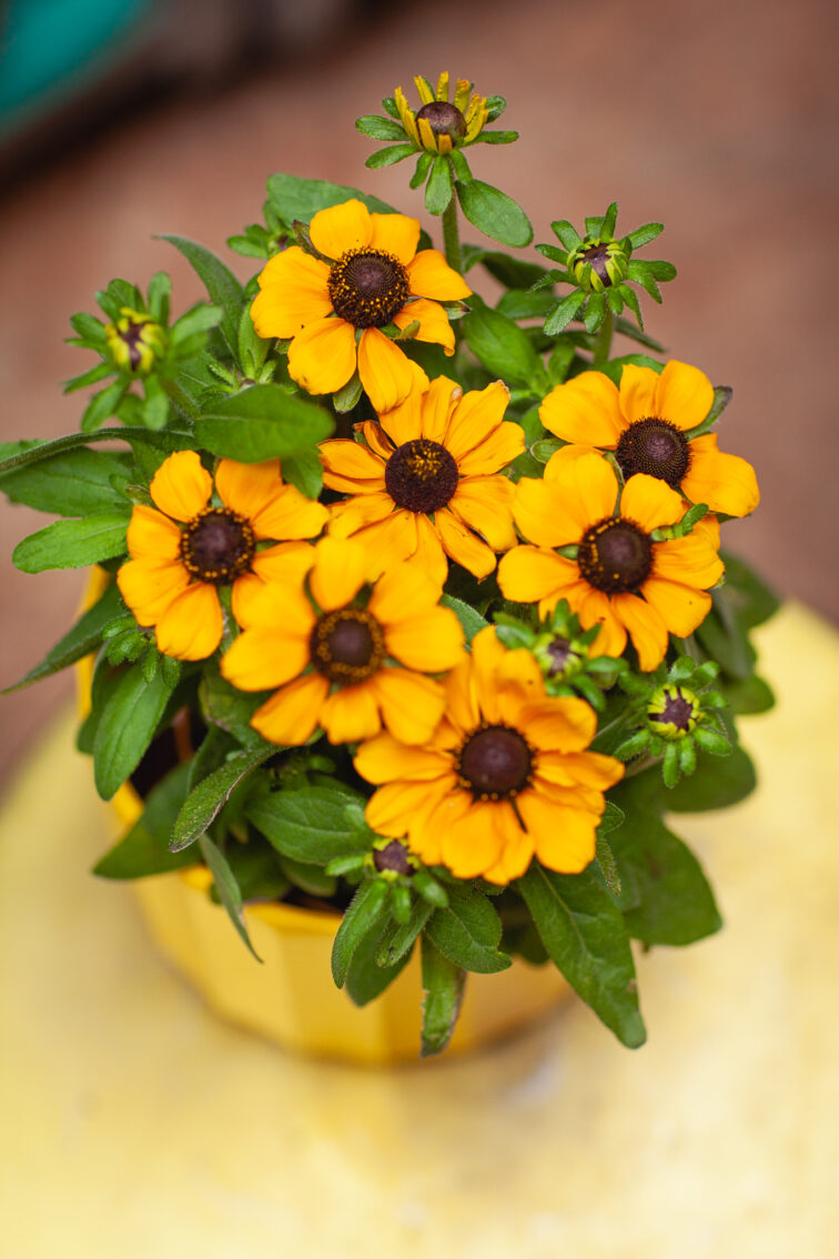 Zdjęcie rosliny doniczkowej Rudbeckia Toto Gold, ujęcie 2