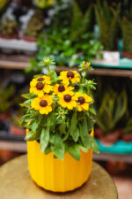 Zdjęcie rosliny doniczkowej Rudbeckia Toto Gold, ujęcie 3