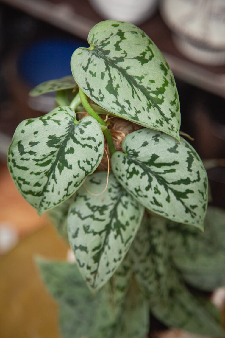 Zdjęcie rosliny doniczkowej Scindapsus Silver Lady, ujęcie 1
