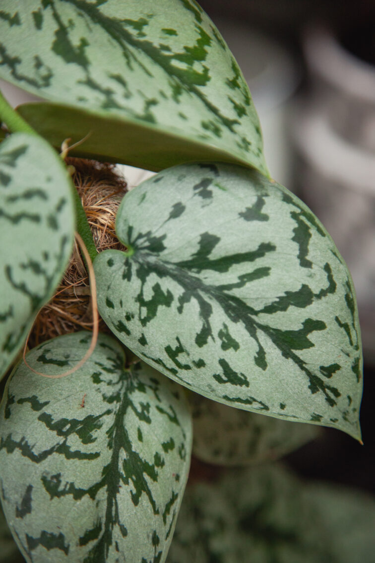 Zdjęcie rosliny doniczkowej Scindapsus Silver Lady, ujęcie 2