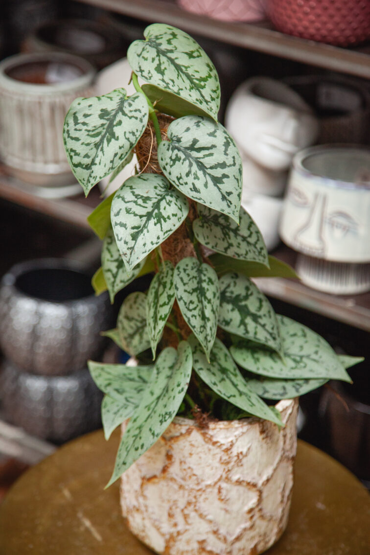 Zdjęcie rosliny doniczkowej Scindapsus Silver Lady, ujęcie 3