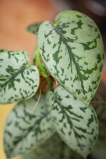 Zdjęcie rosliny doniczkowej Scindapsus Silver Lady, ujęcie 4