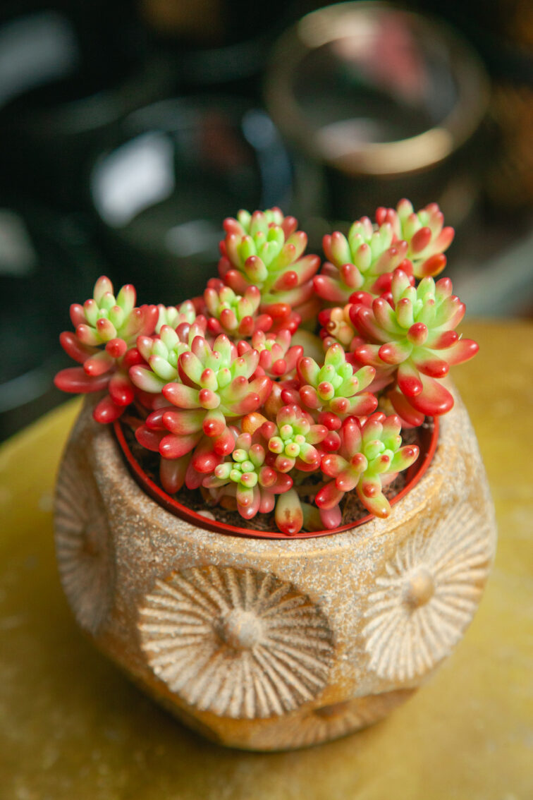 sedum-rubrotinctum-aurora_8x12-1_1753523682.jpg Zdjęcie rosliny doniczkowej Sedum rubrotinctum Aurora, ujęcie 1