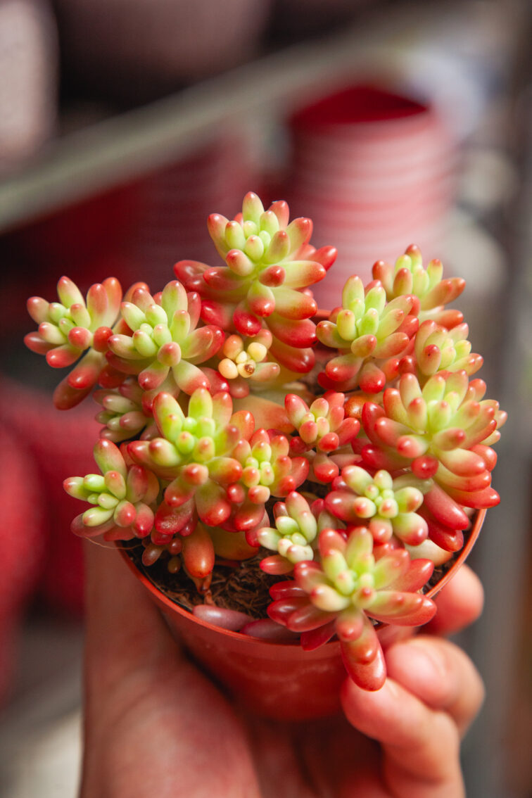 Zdjęcie rosliny doniczkowej Sedum rubrotinctum Aurora, ujęcie 2