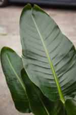 Zdjęcie rosliny doniczkowej Strelitzia Nicolai, ujęcie 2