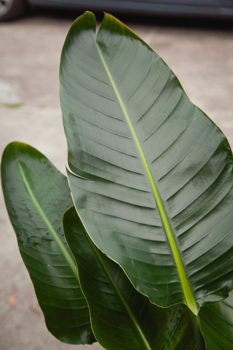 Zdjęcie rosliny doniczkowej Strelitzia Nicolai, ujęcie 2