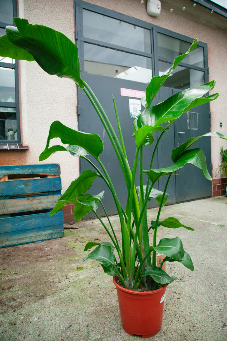 Zdjęcie rosliny doniczkowej Strelitzia Nicolai, ujęcie 3