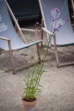 Zdjęcie rosliny doniczkowej Verbena Vanity (Werbena patagońska Vanity), ujęcie 1