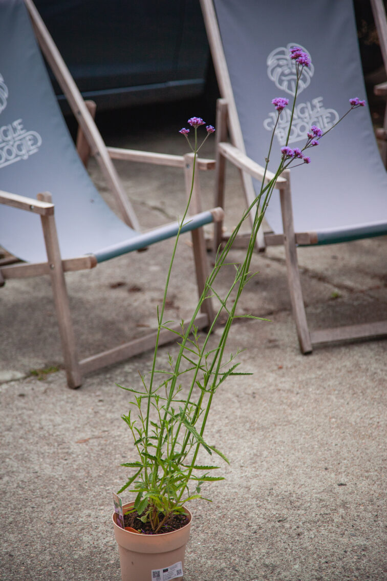 Zdjęcie rosliny doniczkowej Verbena Vanity (Werbena patagońska Vanity), ujęcie 1