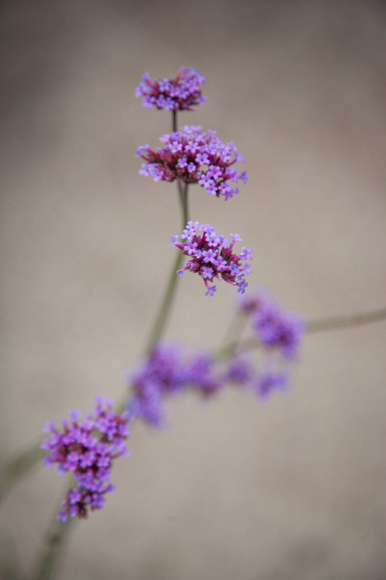 Zdjęcie rosliny doniczkowej Verbena Vanity (Werbena patagońska Vanity), ujęcie 2