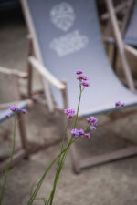 Zdjęcie rosliny doniczkowej Verbena Vanity (Werbena patagońska Vanity), ujęcie 3
