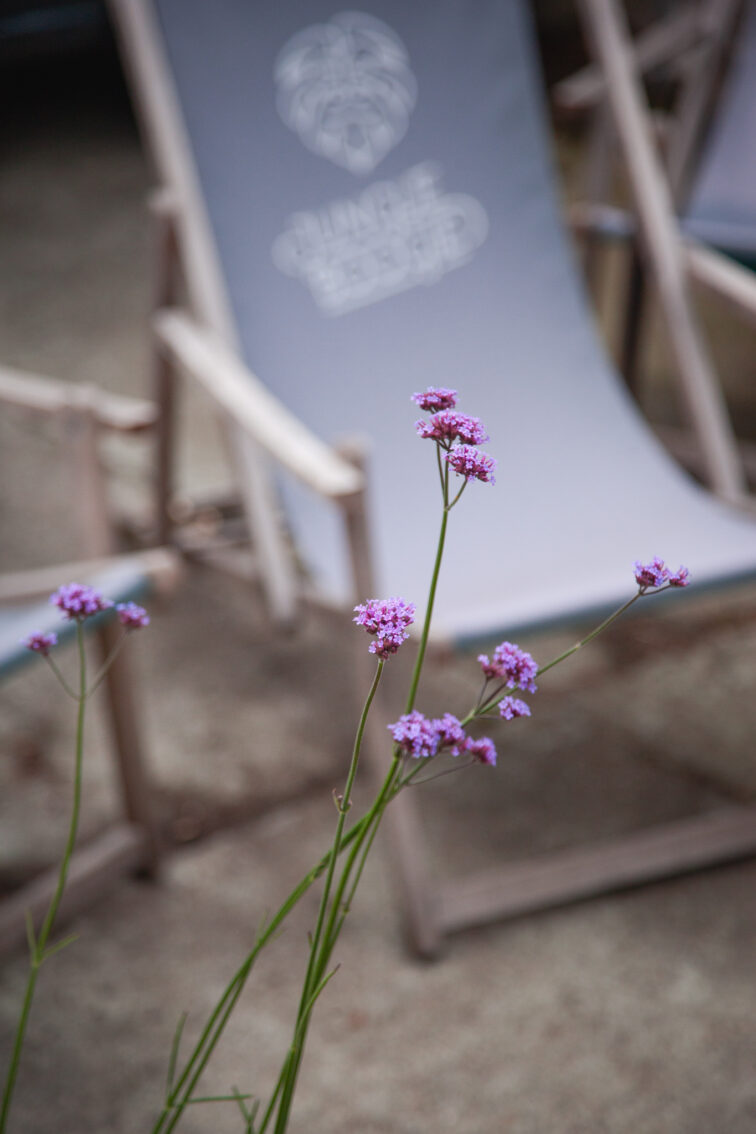 Zdjęcie rosliny doniczkowej Verbena Vanity (Werbena patagońska Vanity), ujęcie 3