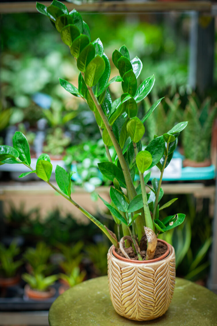 zamioculcas-zamiifolia_12x60-1_1752316731.jpg Zdjęcie rosliny doniczkowej Zamioculcas zamiifolia (Zamiokulkas zamiolistny), ujęcie 1