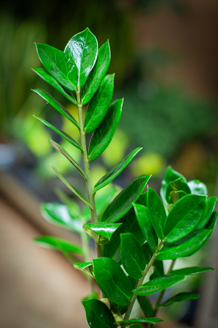 Zdjęcie rosliny doniczkowej Zamioculcas zamiifolia (Zamiokulkas zamiolistny), ujęcie 2