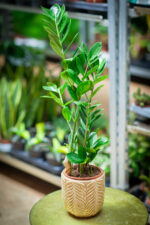 Zdjęcie rosliny doniczkowej Zamioculcas zamiifolia (Zamiokulkas zamiolistny), ujęcie 3