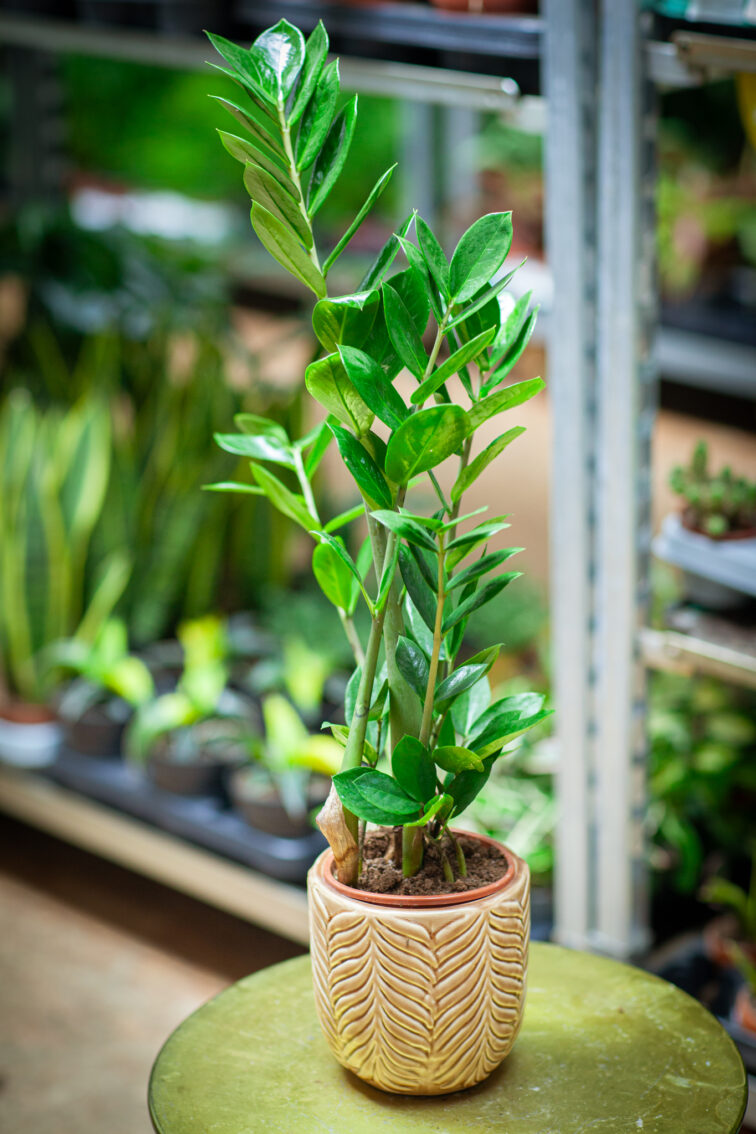Zdjęcie rosliny doniczkowej Zamioculcas zamiifolia (Zamiokulkas zamiolistny), ujęcie 3