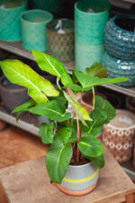 Zdjęcie rosliny doniczkowej Adelonema crinipes, ujęcie 1