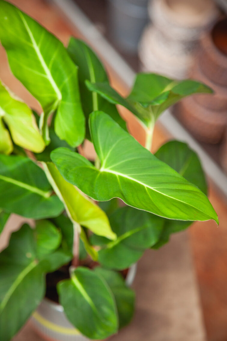 Zdjęcie rosliny doniczkowej Adelonema crinipes, ujęcie 2