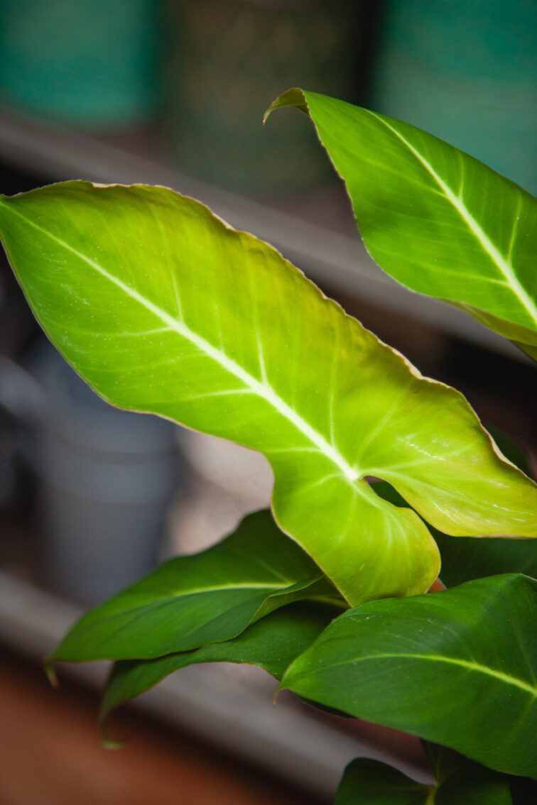 Zdjęcie rosliny doniczkowej Adelonema crinipes, ujęcie 3
