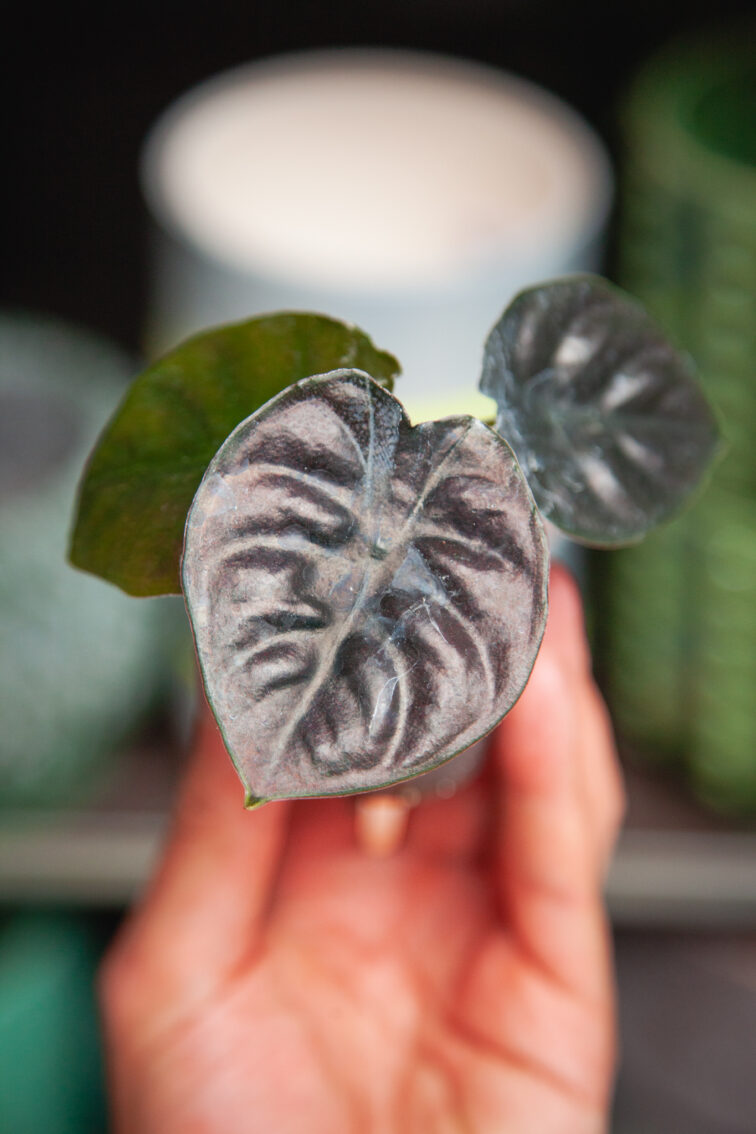 Zdjęcie rosliny doniczkowej Alocasia Black Magic, ujęcie 1