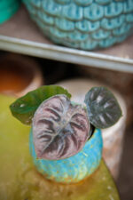 Zdjęcie rosliny doniczkowej Alocasia Black Magic, ujęcie 2