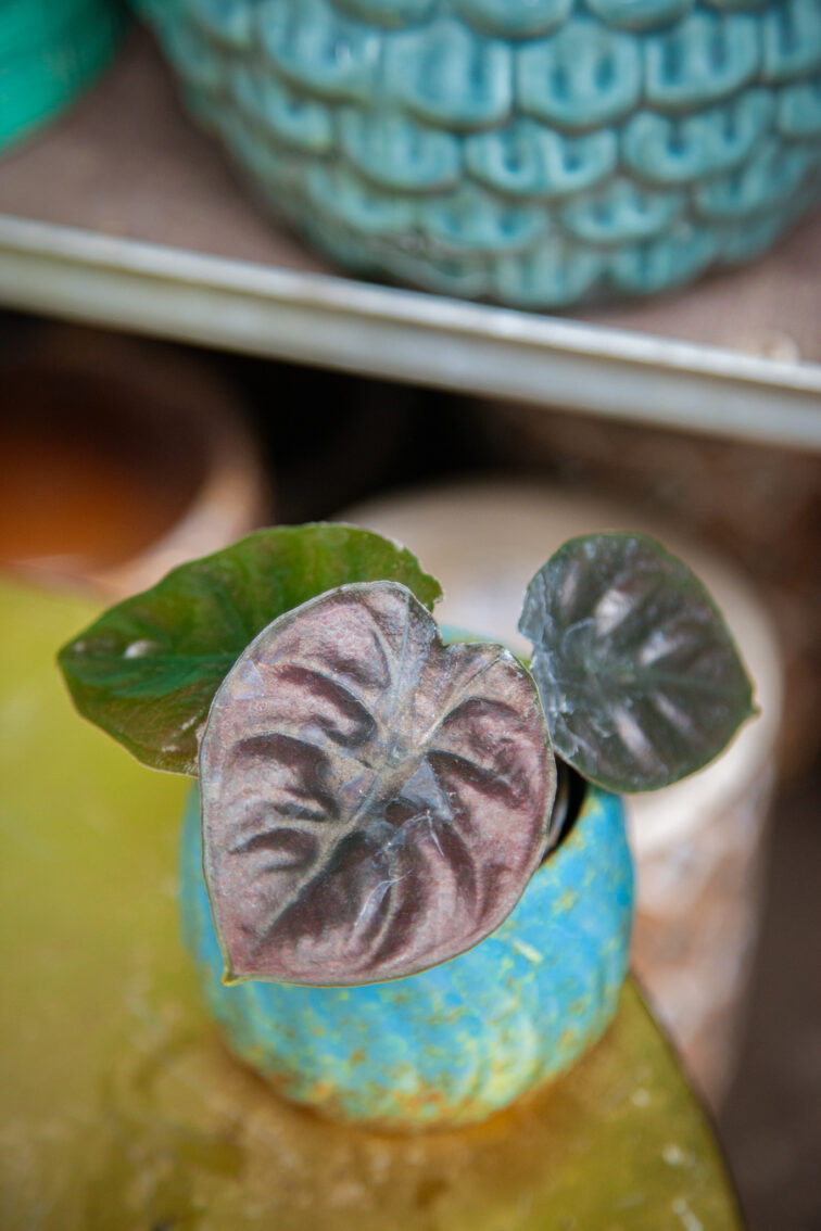 Zdjęcie rosliny doniczkowej Alocasia Black Magic, ujęcie 2