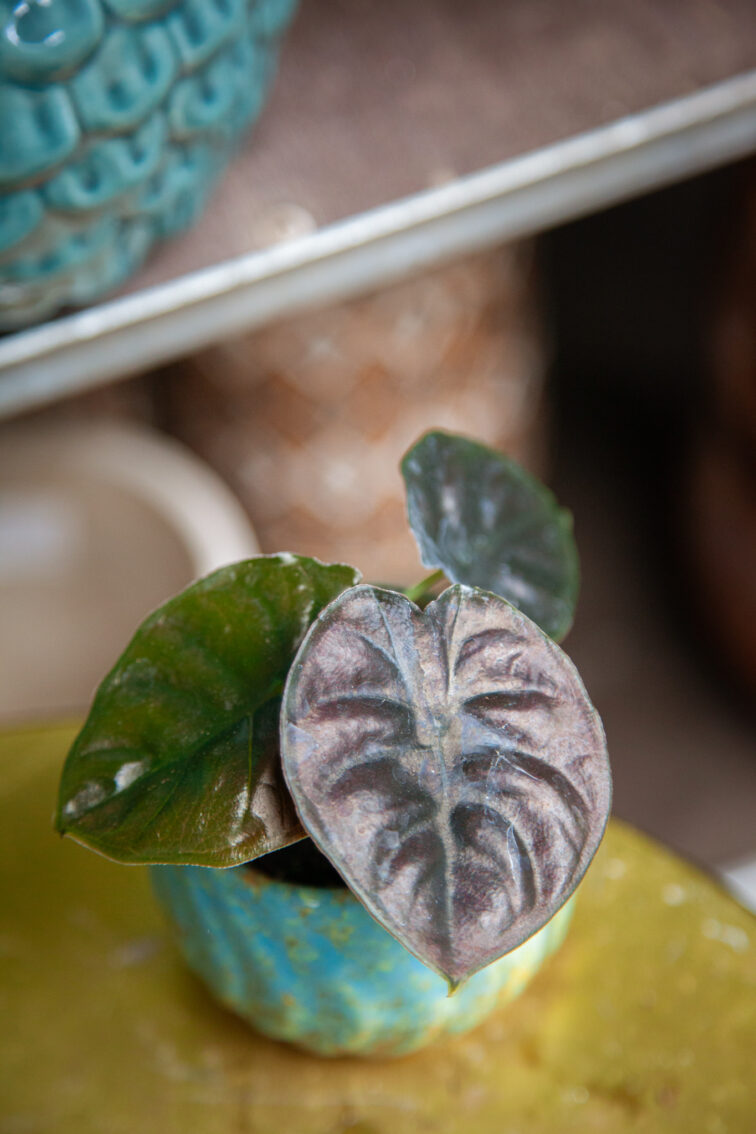 Zdjęcie rosliny doniczkowej Alocasia Black Magic, ujęcie 3