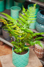 Zdjęcie rosliny doniczkowej Dryopteris erythrosora Brilliance (Narecznica czerwonozawijkowa Brilliance), ujęcie 1