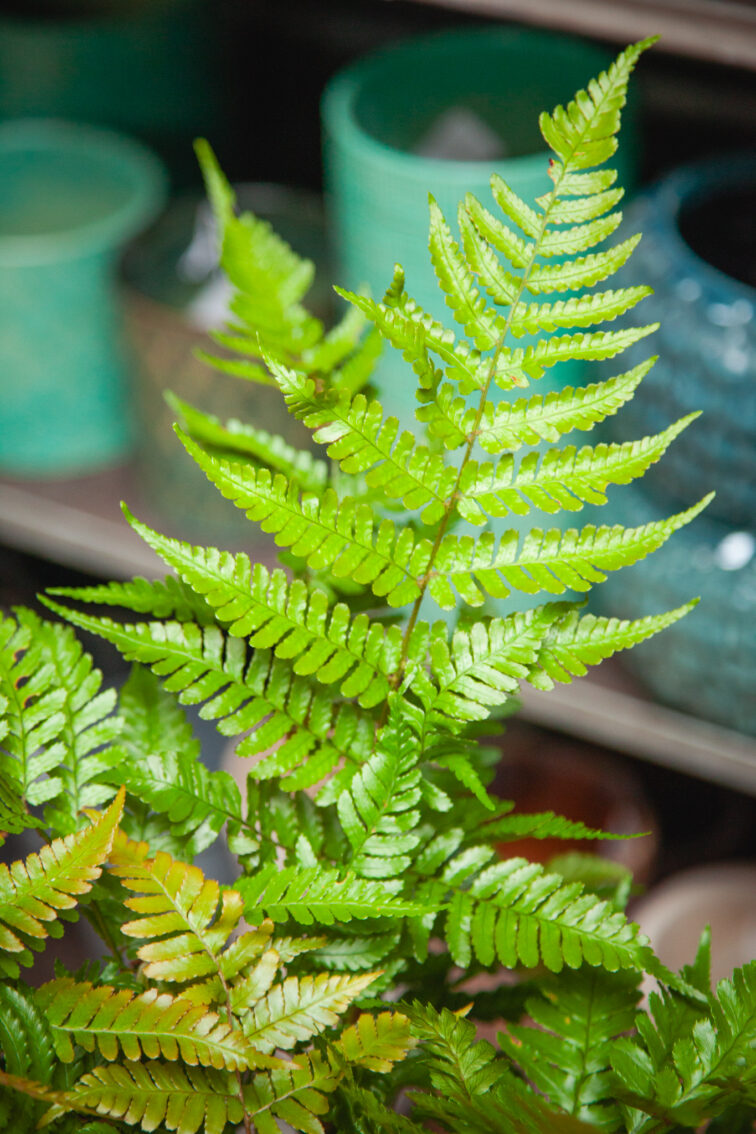 Zdjęcie rosliny doniczkowej Dryopteris erythrosora Brilliance (Narecznica czerwonozawijkowa Brilliance), ujęcie 2
