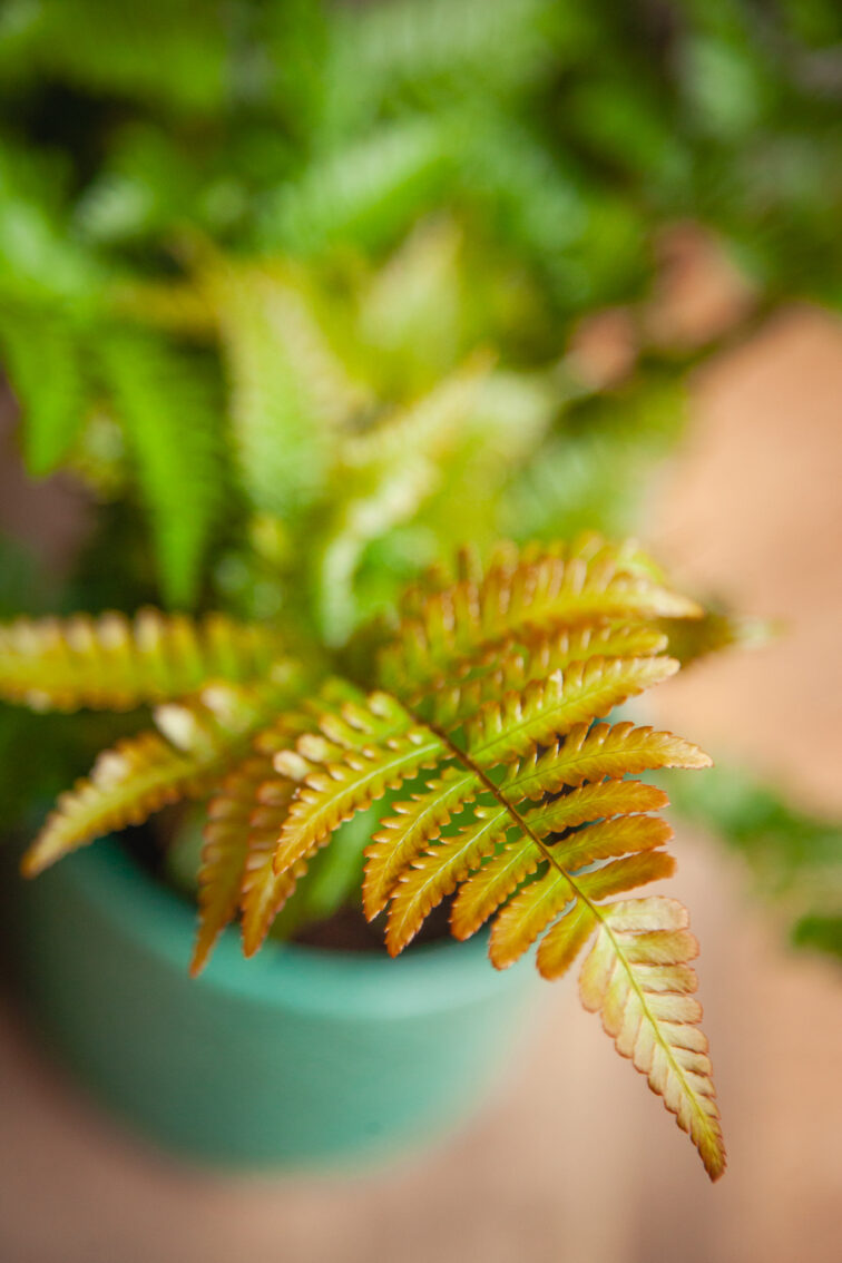 Zdjęcie rosliny doniczkowej Dryopteris erythrosora Brilliance (Narecznica czerwonozawijkowa Brilliance), ujęcie 3