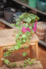 Zdjęcie rosliny doniczkowej Hedera helix Mint Kolibri, ujęcie 1