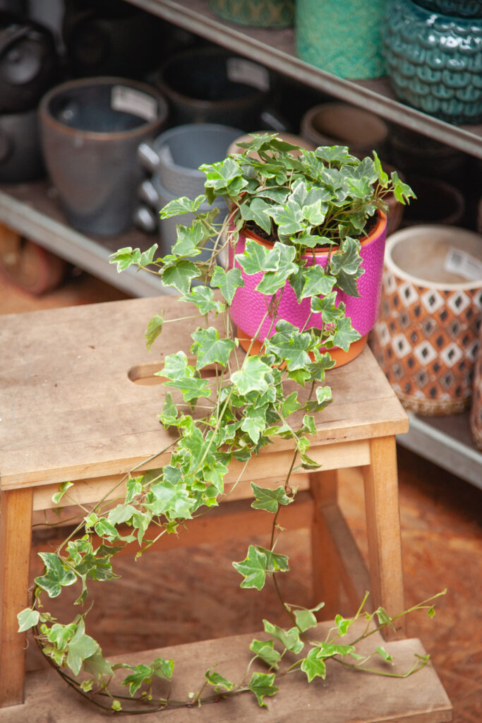 Hedera helix Mint Kolibri - Jungle Boogie