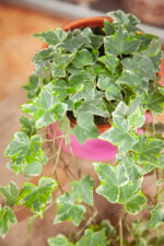 Zdjęcie rosliny doniczkowej Hedera helix Mint Kolibri, ujęcie 2